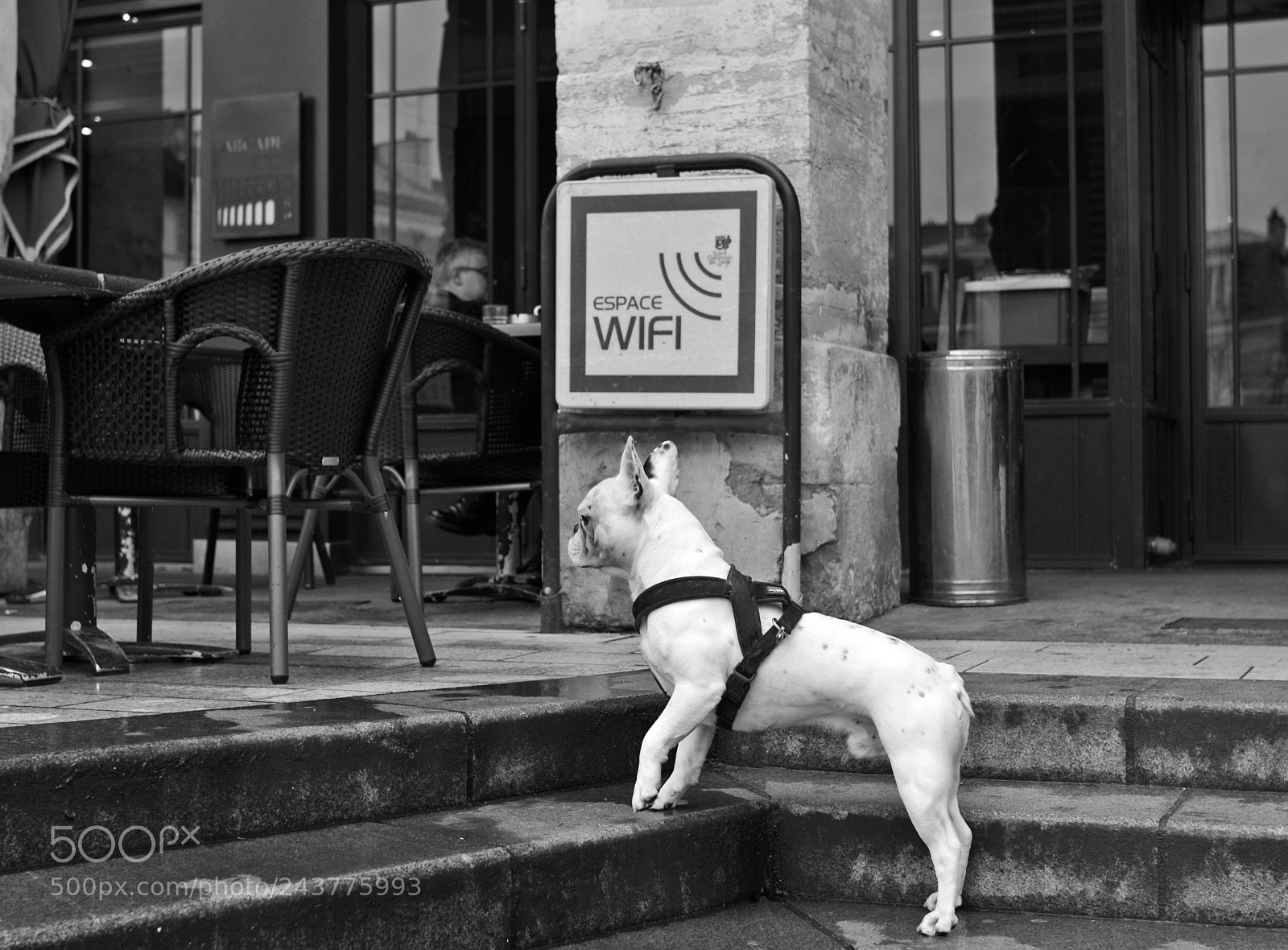 Nikon D7100 sample photo. Wireless dog ...ishadow version 3.0 ! photography