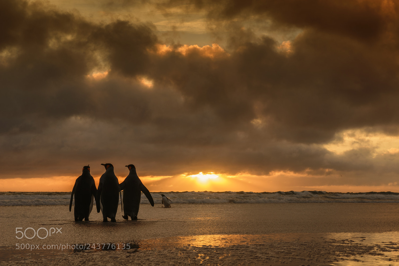 Nikon D800 sample photo. Kings sunset photography