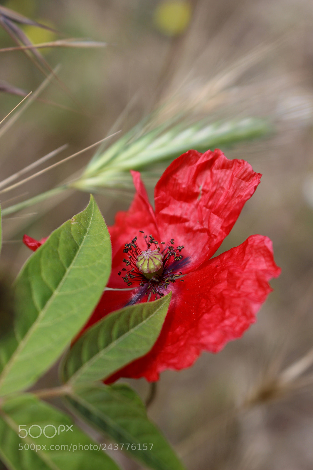 Canon EOS 100D (EOS Rebel SL1 / EOS Kiss X7) sample photo. Amazing red poppy flower photography