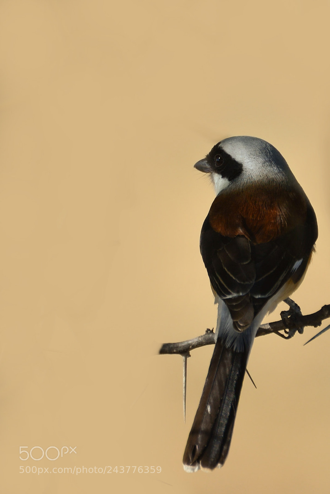Nikon D610 sample photo. Bay-backed shrike photography