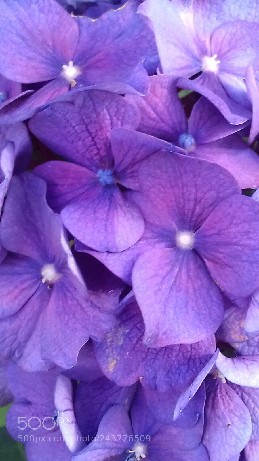 Samsung Galaxy J3(2016) sample photo. Purple lush photography