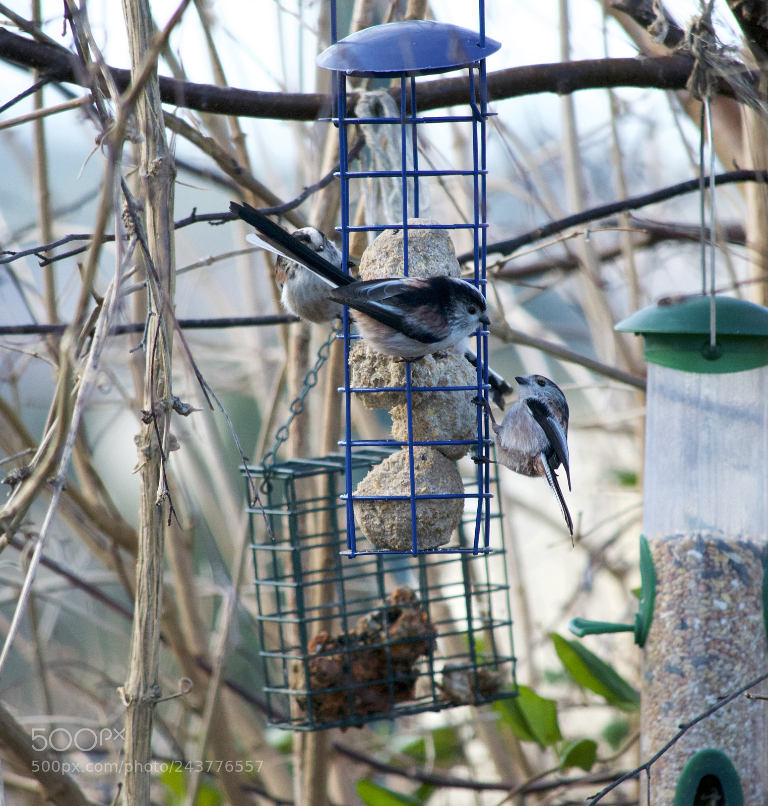 Nikon D3100 sample photo. Long tailed tits breakfast photography