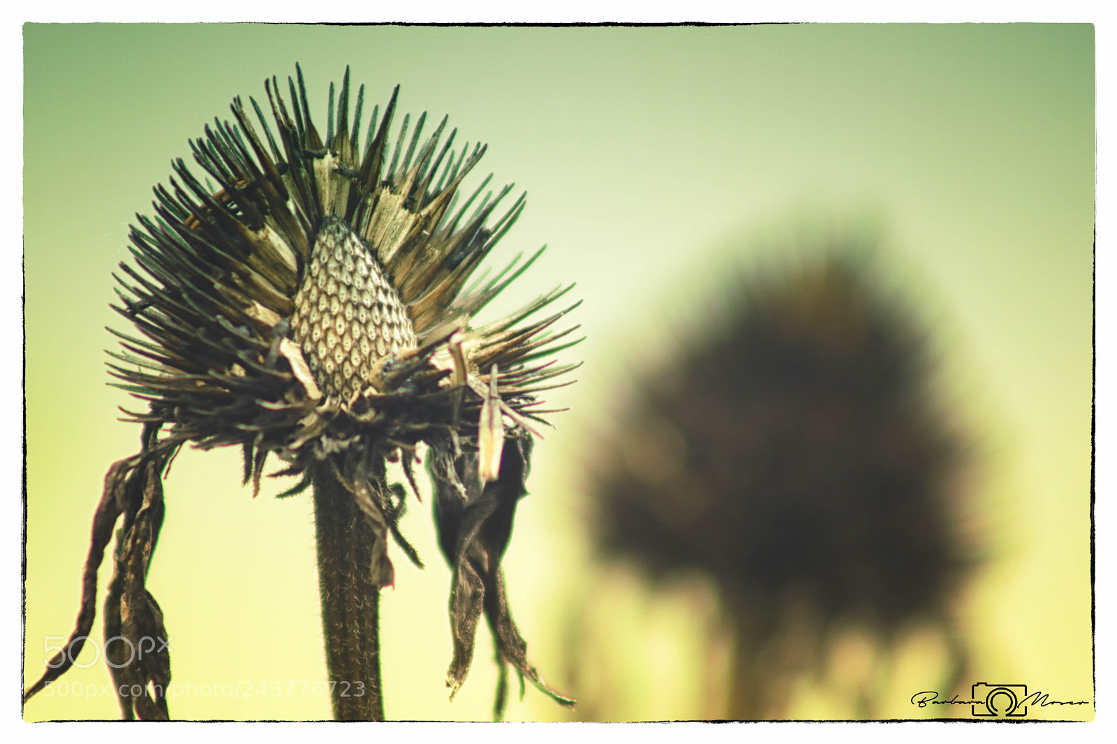 Canon EOS 750D (EOS Rebel T6i / EOS Kiss X8i) sample photo. Withered photography