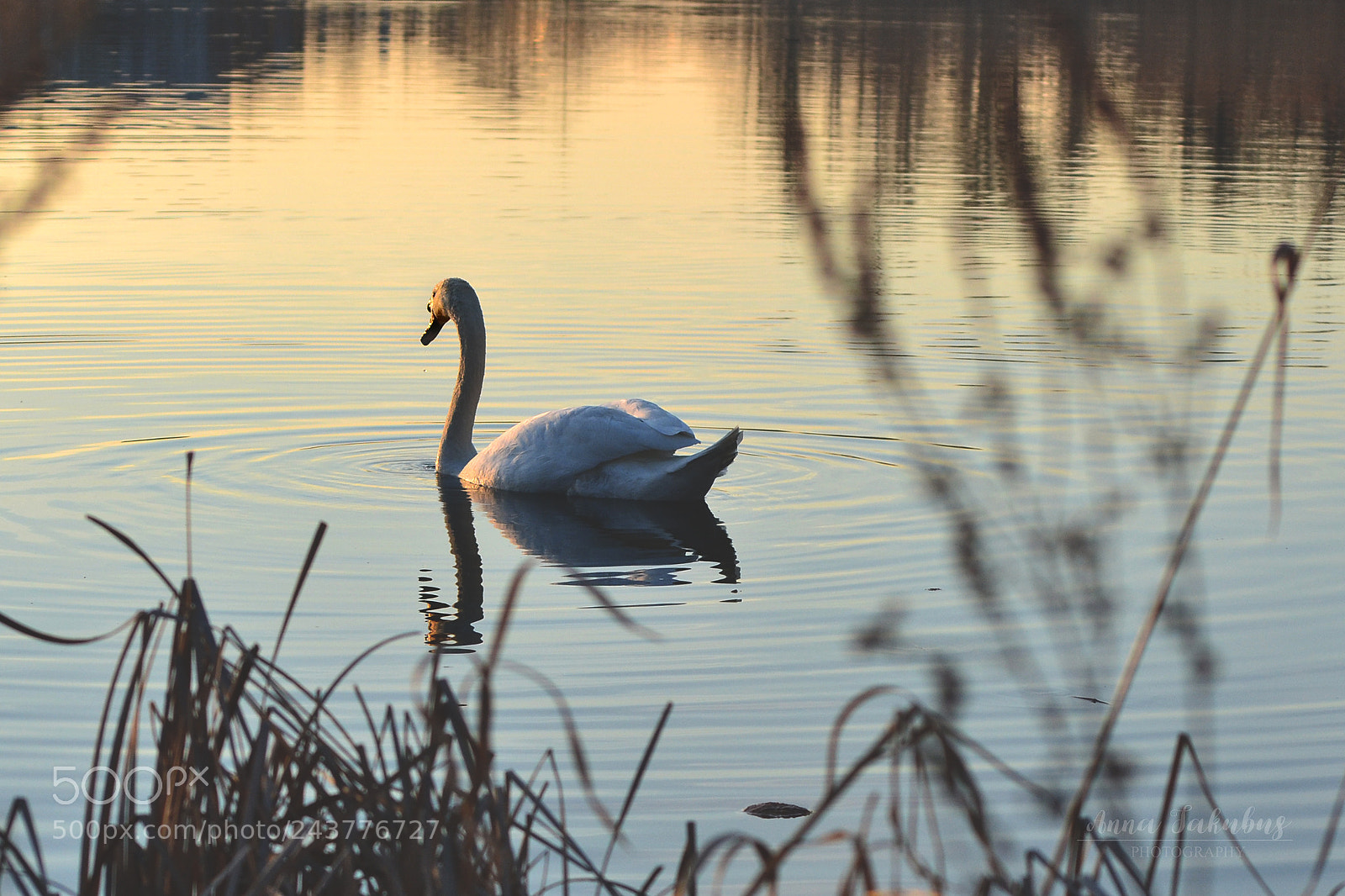 Nikon D3100 sample photo. Untitled photography