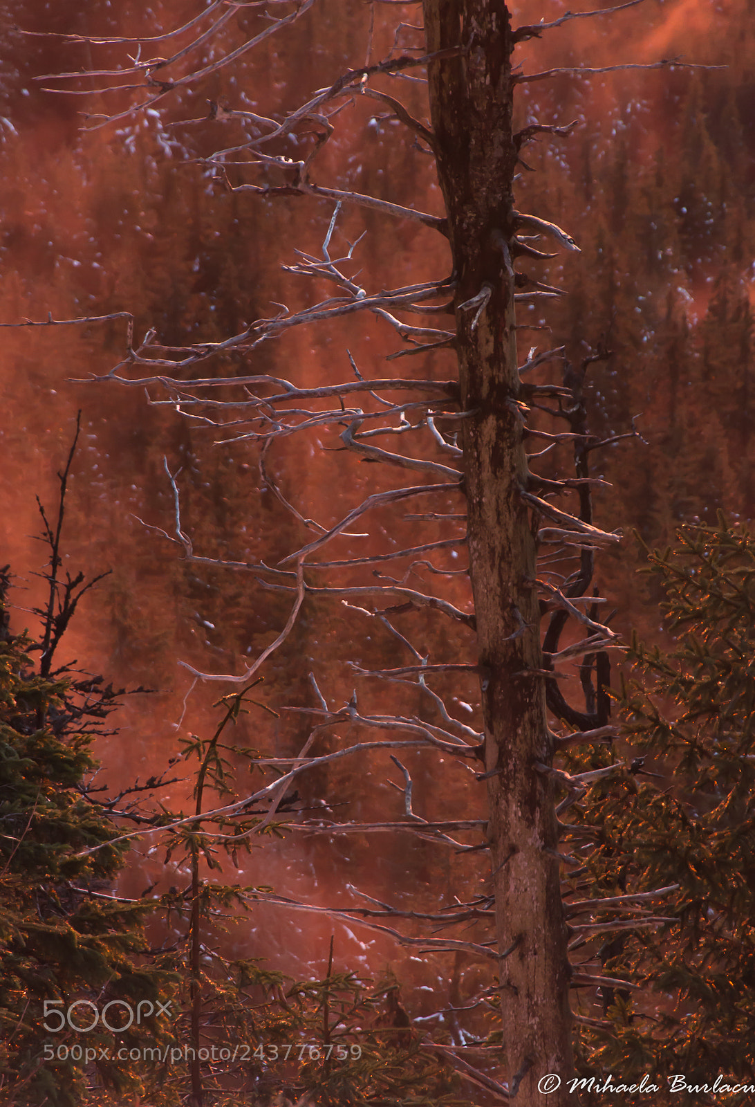 Nikon D90 sample photo. Fire photography