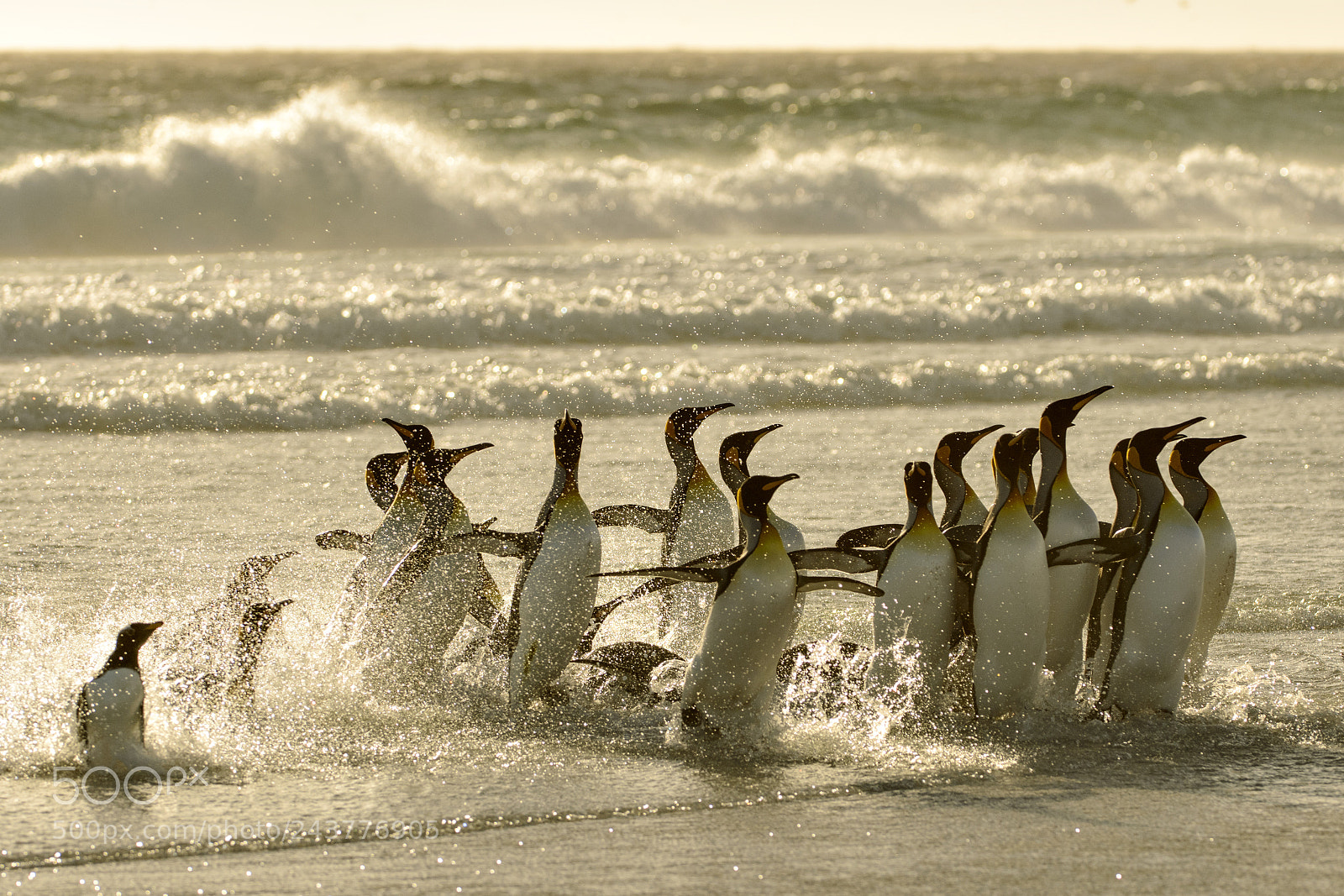 Nikon D800 sample photo. Splashing time photography