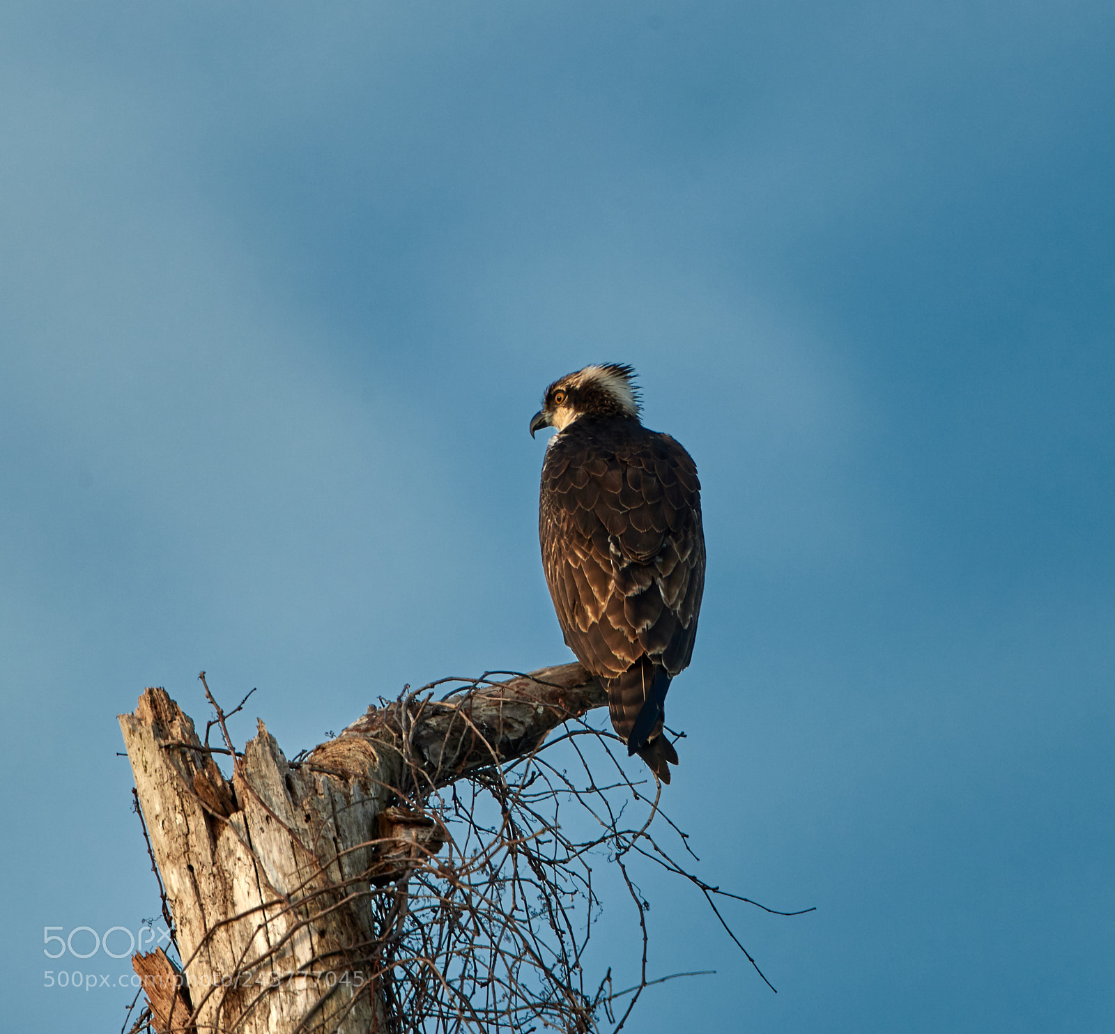 Canon EOS-1D X Mark II sample photo. 01-25-18-0000841.jpg photography