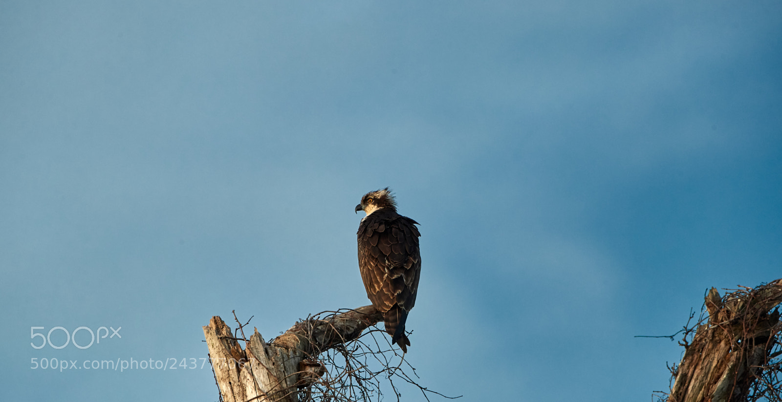 Canon EOS-1D X Mark II sample photo. 01-25-18-0000844.jpg photography