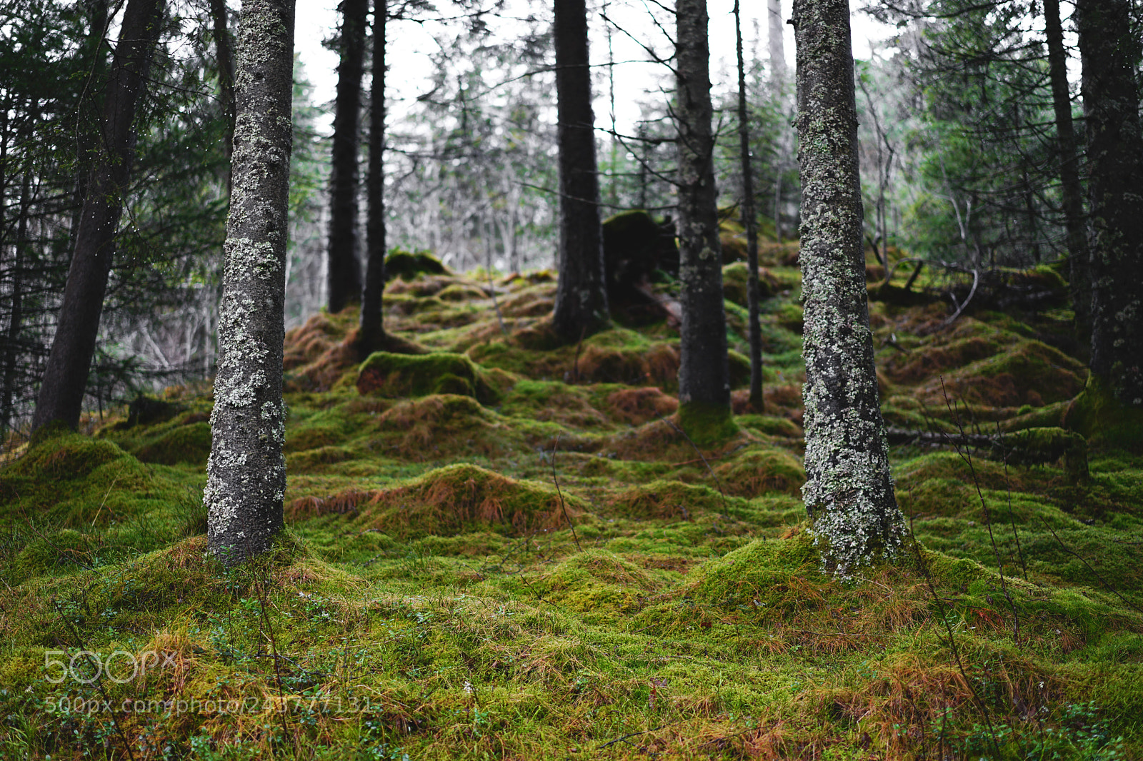 Sony a7 II sample photo. Norwegian woods photography
