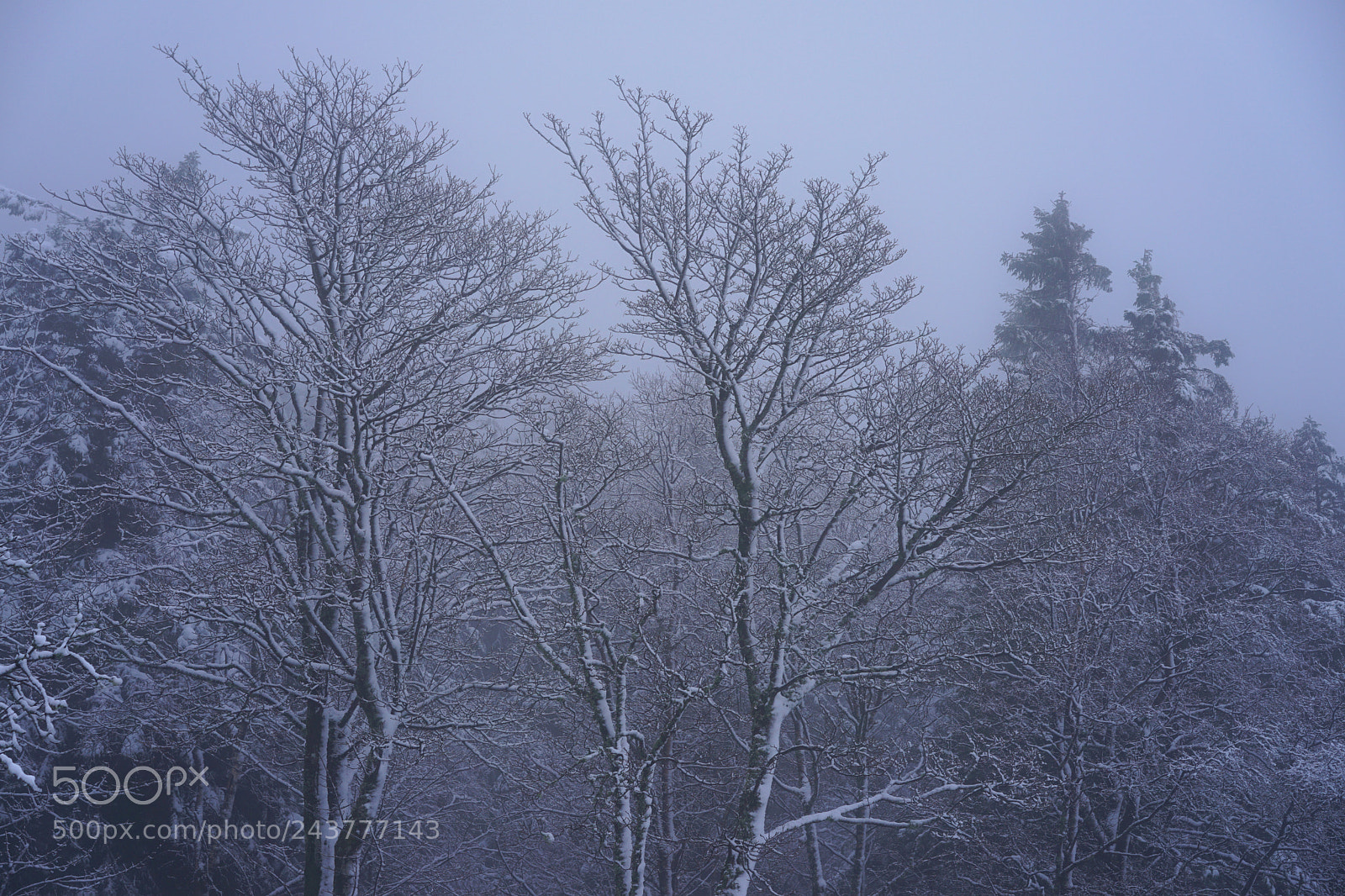Sony a7 II sample photo. Woods in white photography