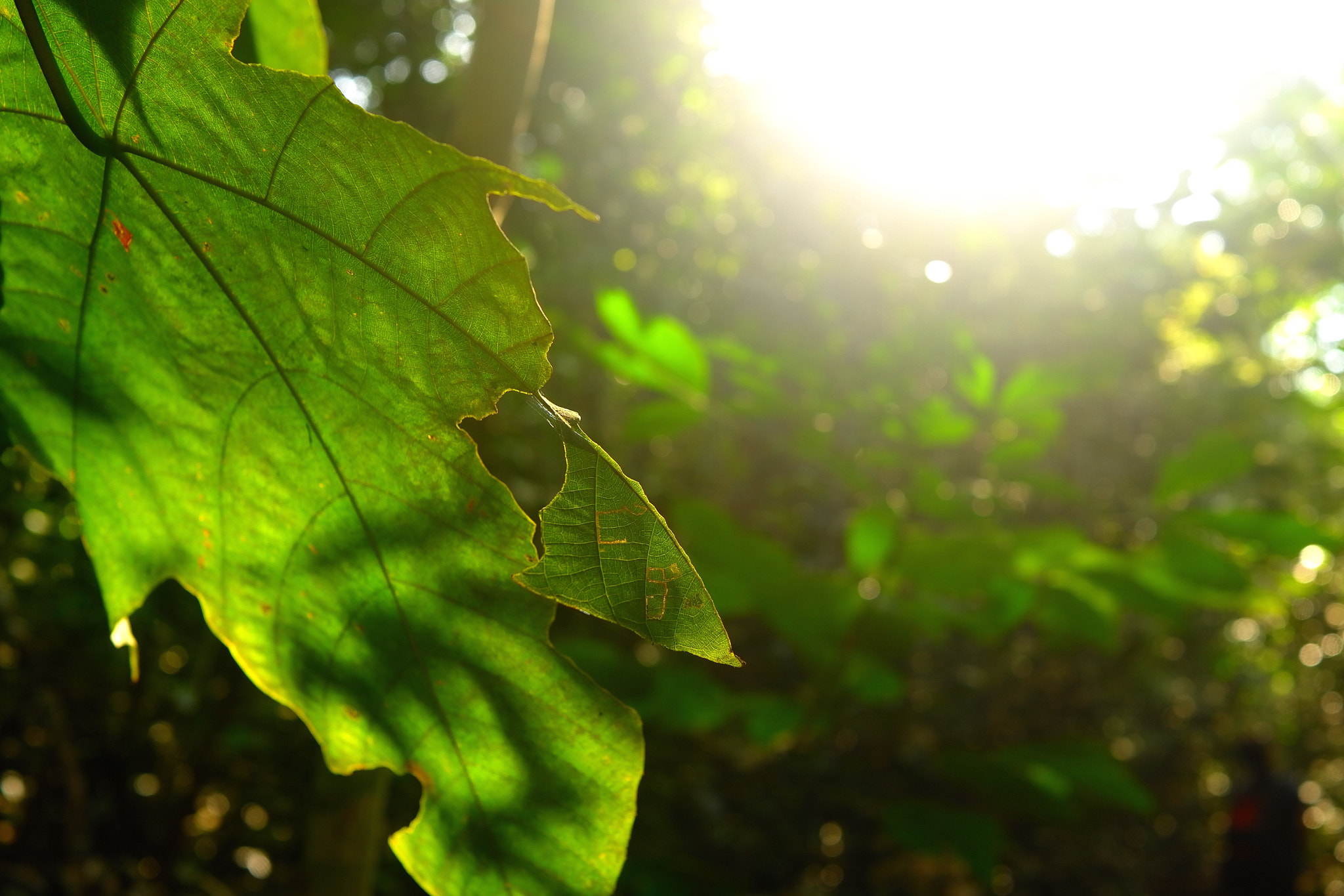 Leica X (Typ 113) sample photo. Brighten the darkness photography