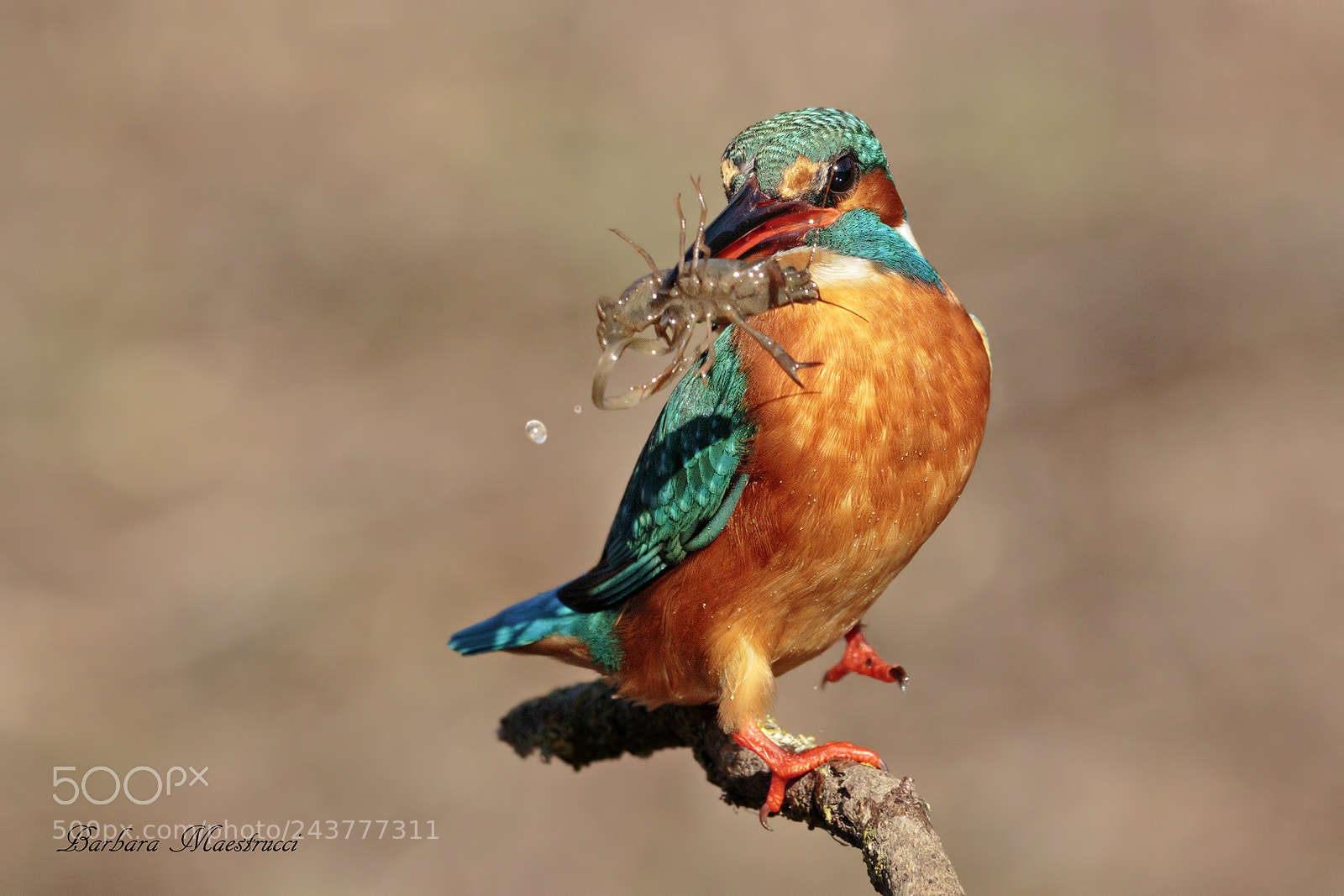 Canon EOS 7D Mark II sample photo. L'ora del pasto photography