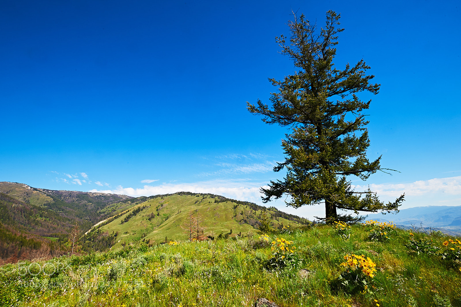Nikon D700 sample photo. Mount kobau ponderosa pine photography