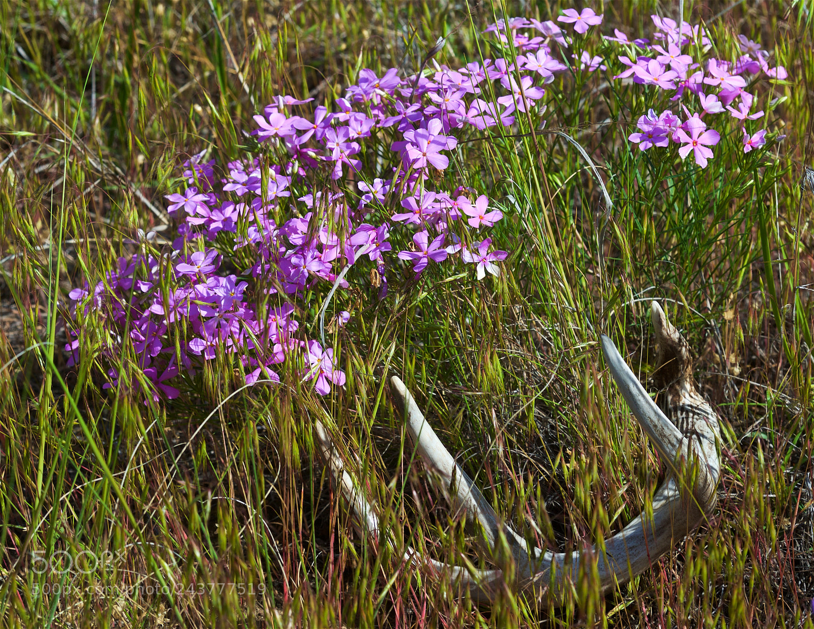 Nikon D700 sample photo. Antler and flowers at photography