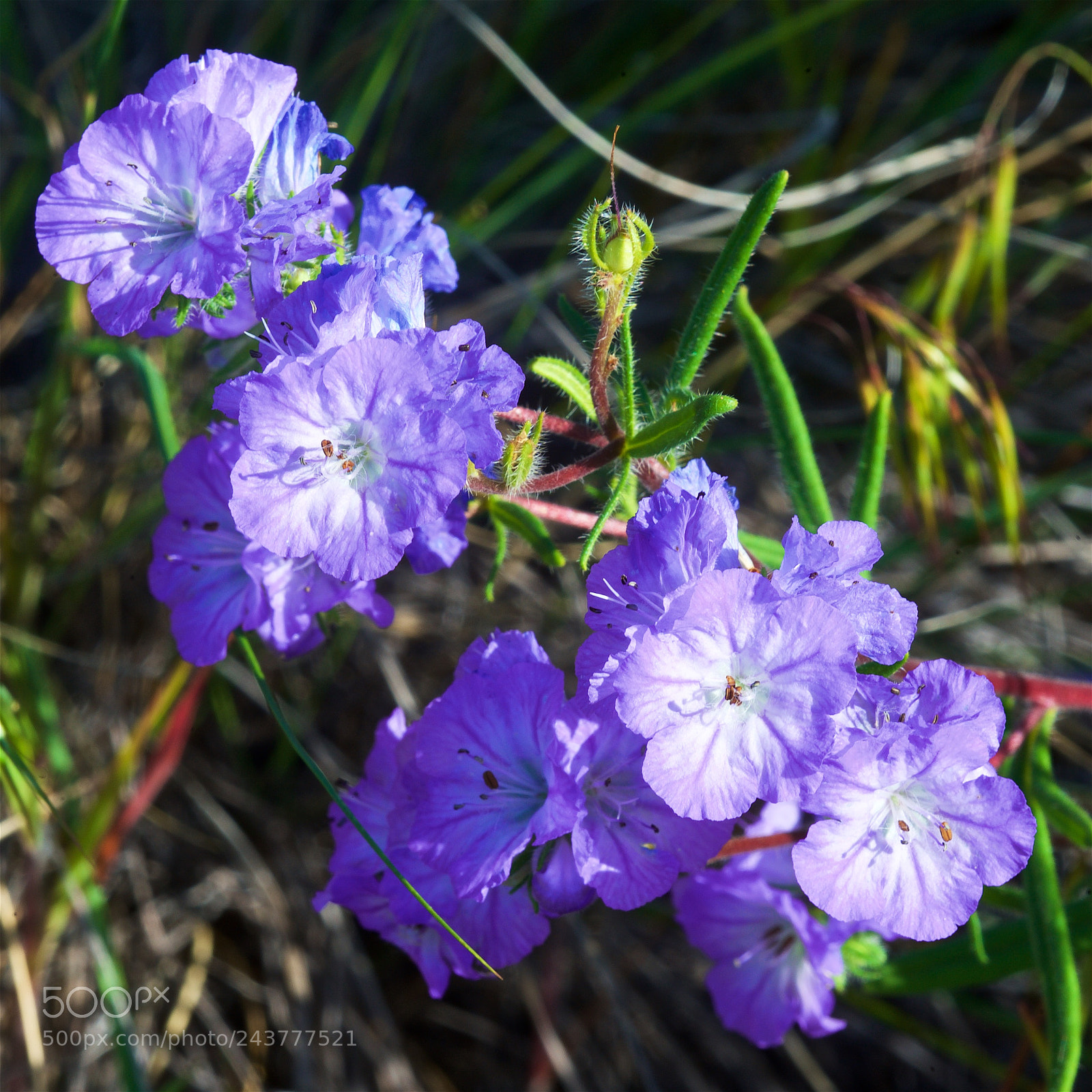 Nikon D700 sample photo. Blue purple flowers at photography