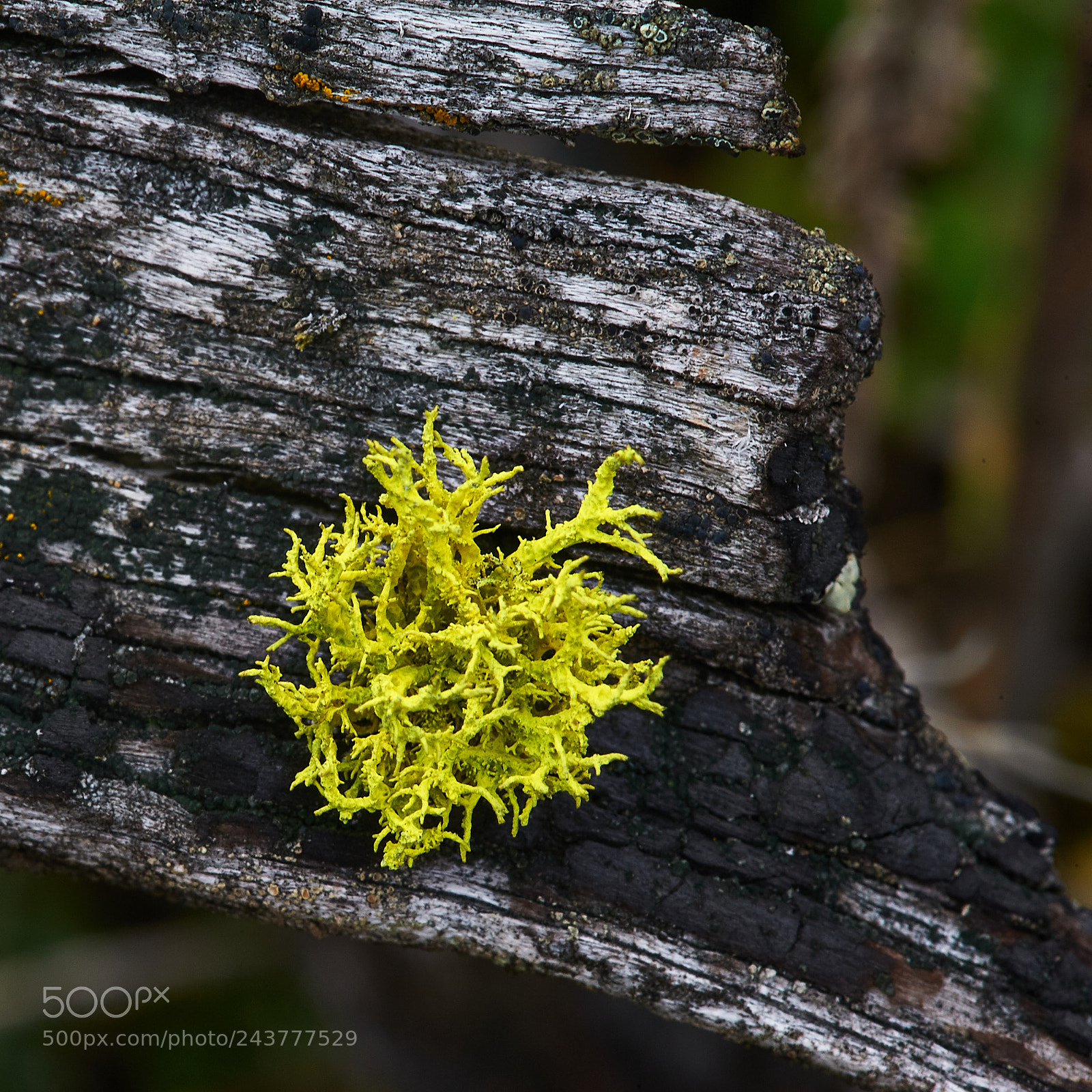 Nikon D700 sample photo. Lichen on antelope brush photography