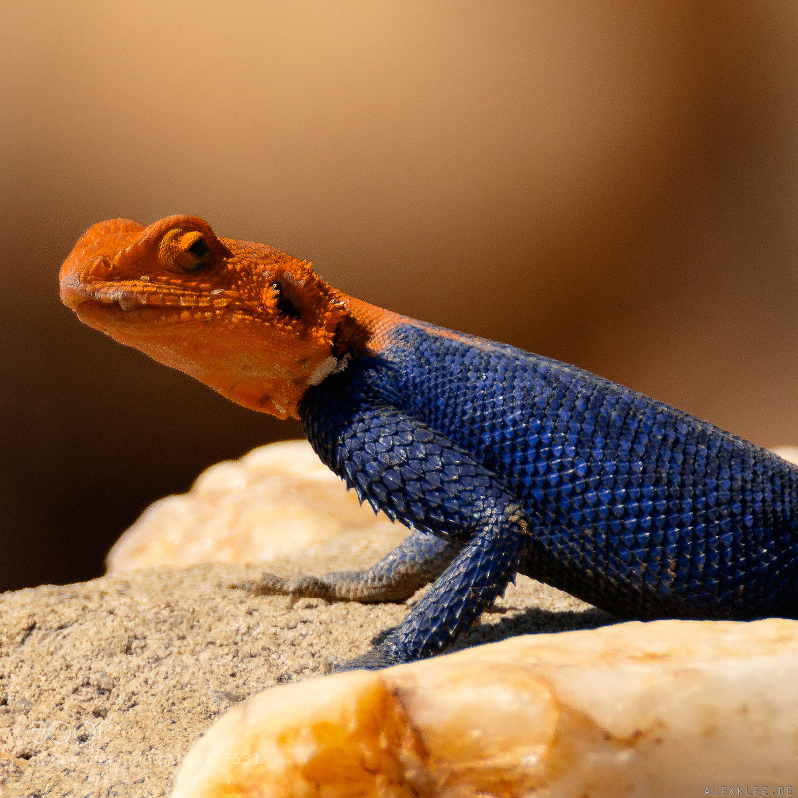 Canon EOS 7D Mark II sample photo. The namibian rock  agama photography