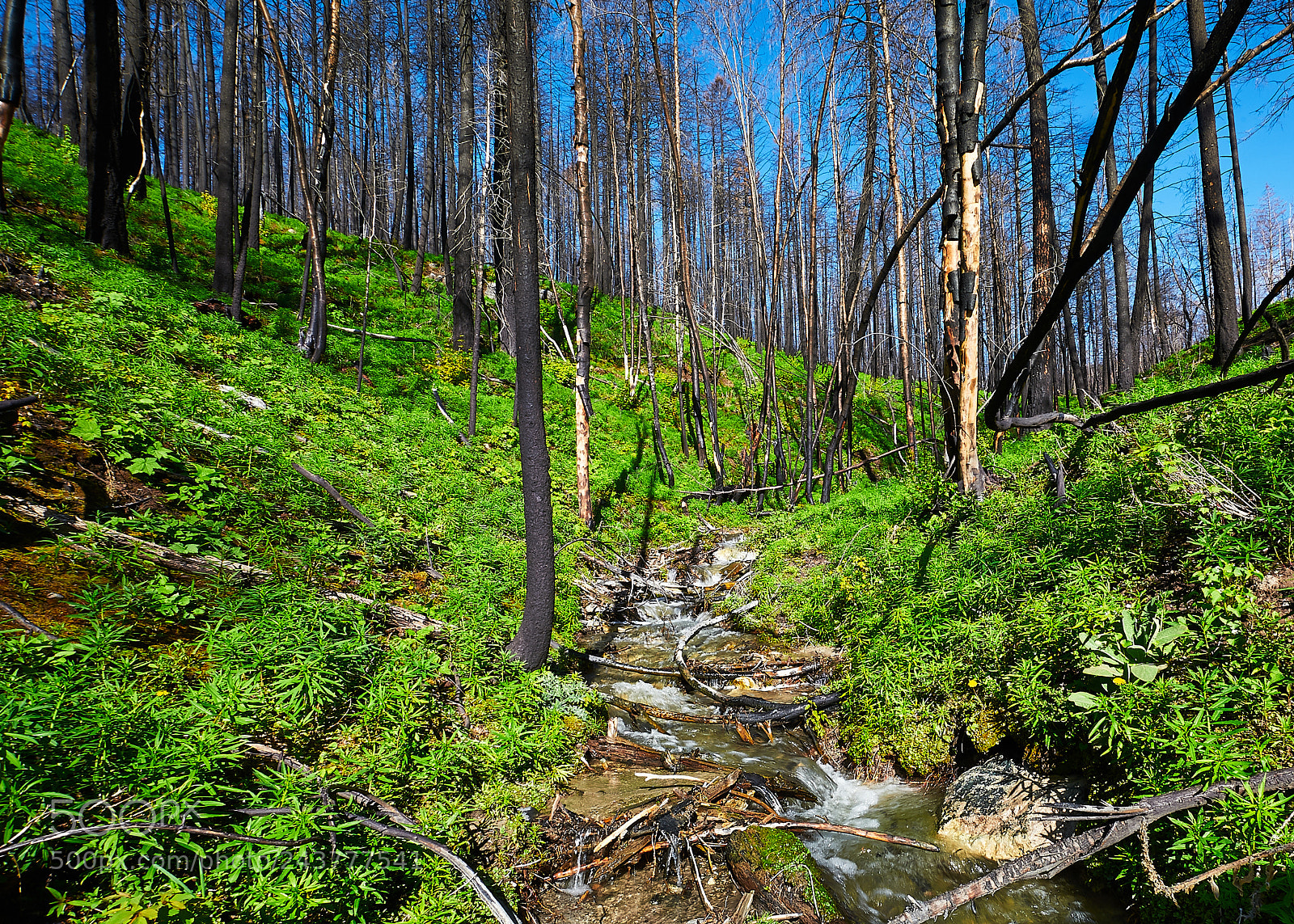 Nikon D700 sample photo. Stream in forest fire photography