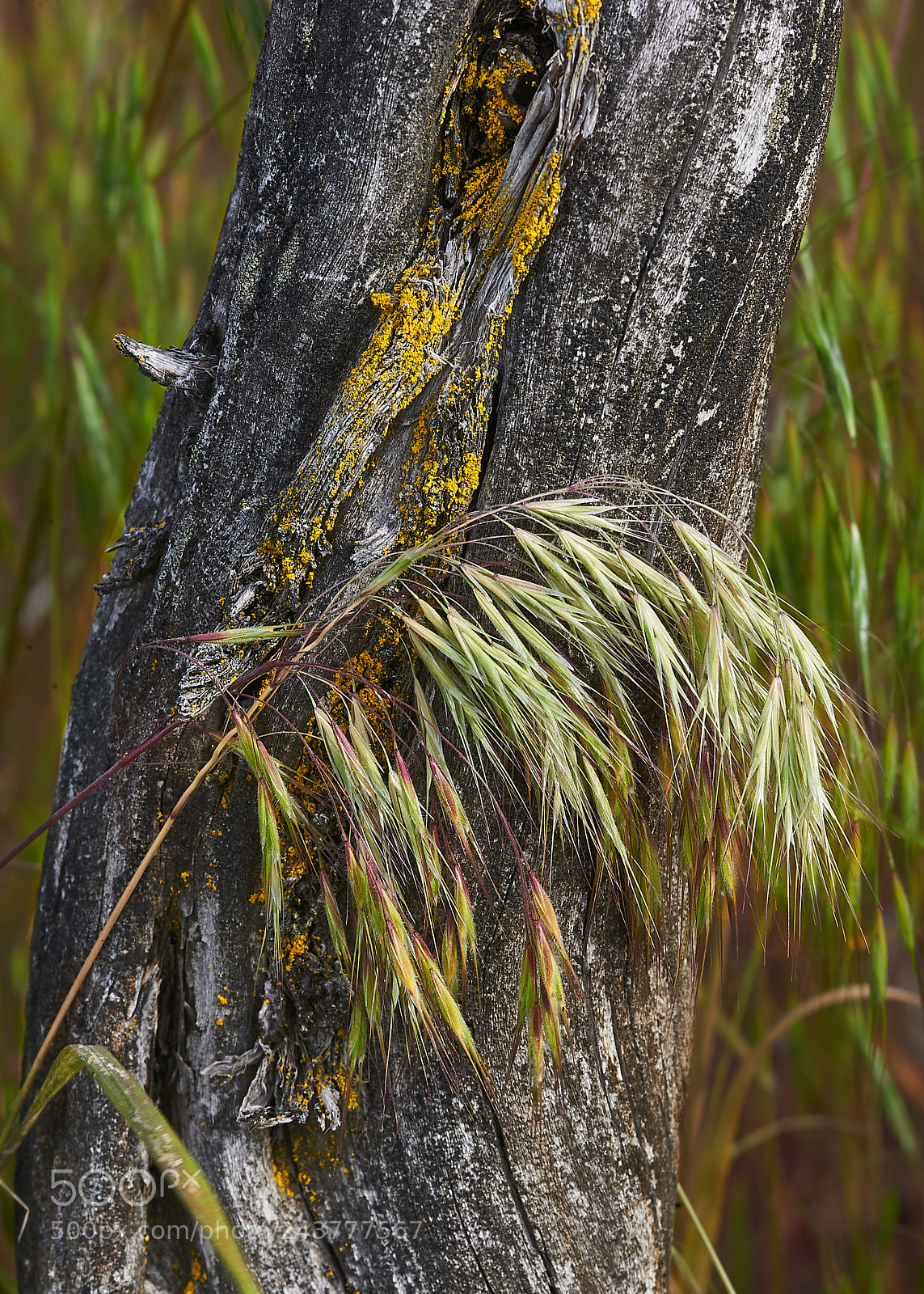 Nikon D700 sample photo. Antelope brush and grass photography