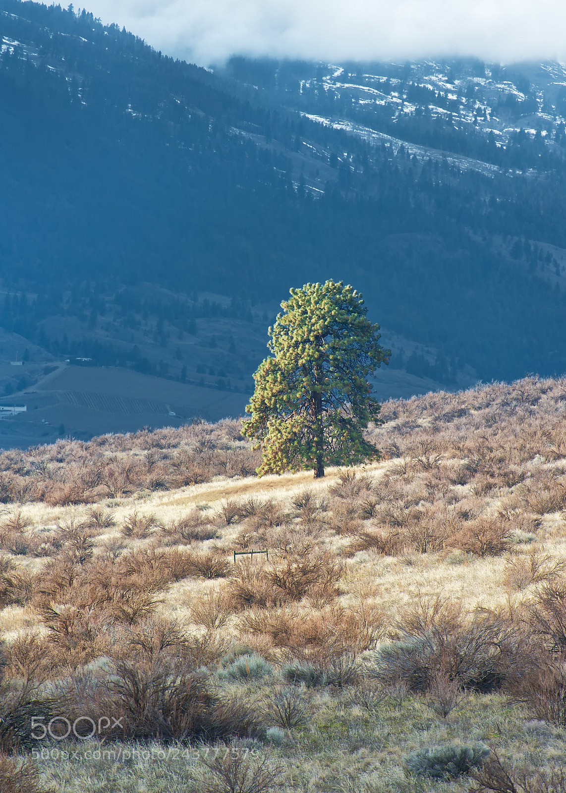 Nikon D700 sample photo. Lone ponderosa photography