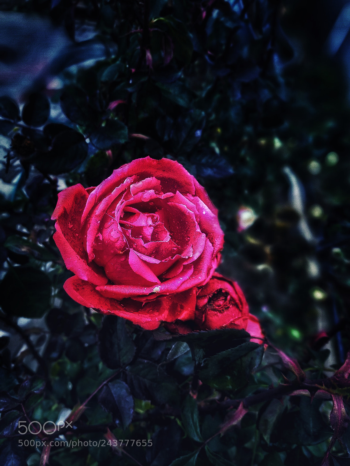 HUAWEI P9 sample photo. Rose in this cold photography