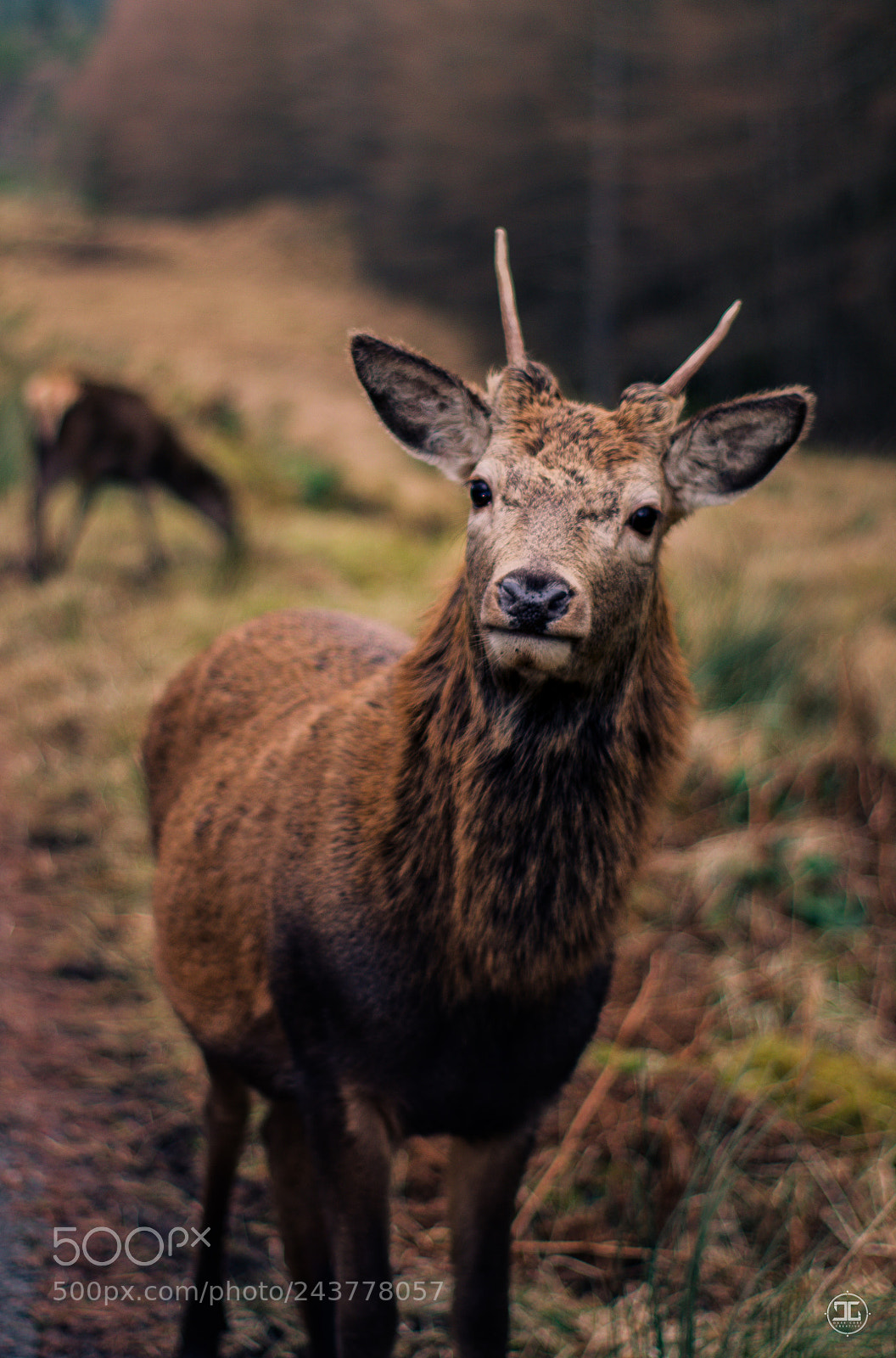 Nikon D5100 sample photo. Young buck at glen photography