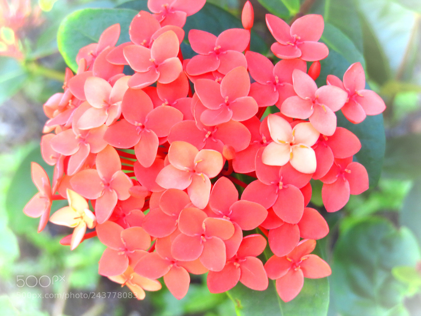 Canon PowerShot SX720 HS sample photo. Img photography