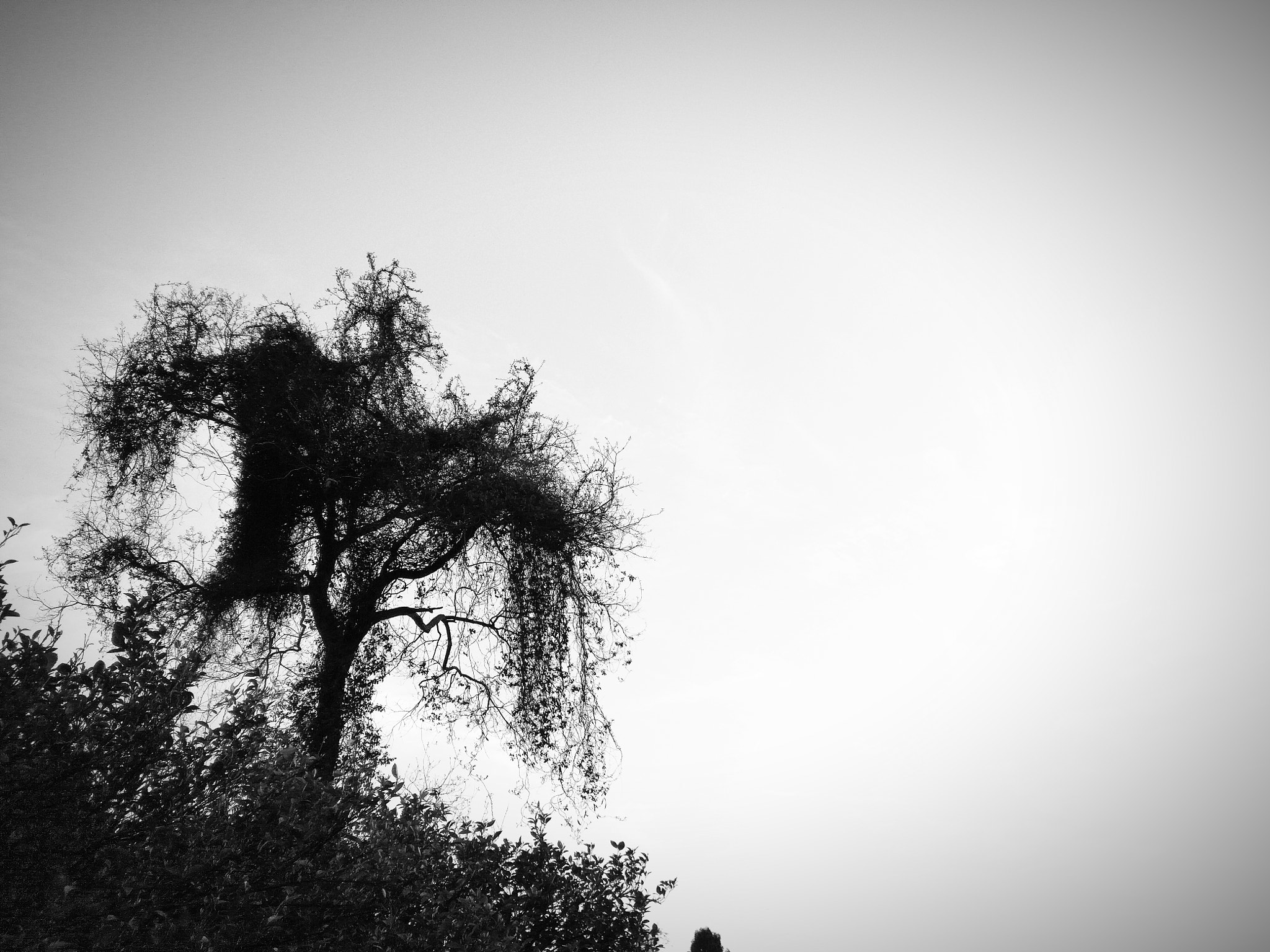 QCOM-AA QCAM-AA sample photo. Just a tree photography