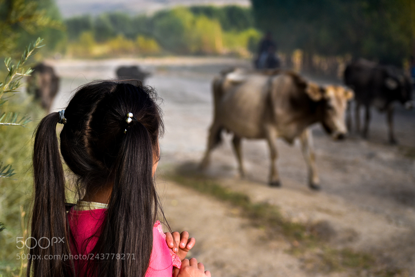 Nikon D5500 sample photo. Welcome back cow! photography