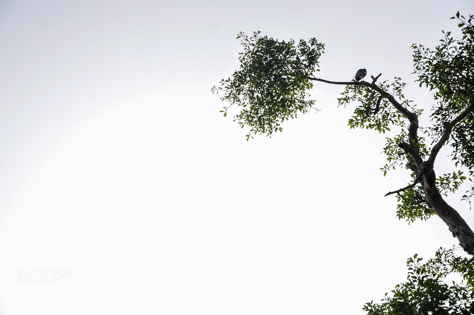 Nikon D90 sample photo. The last branch photography