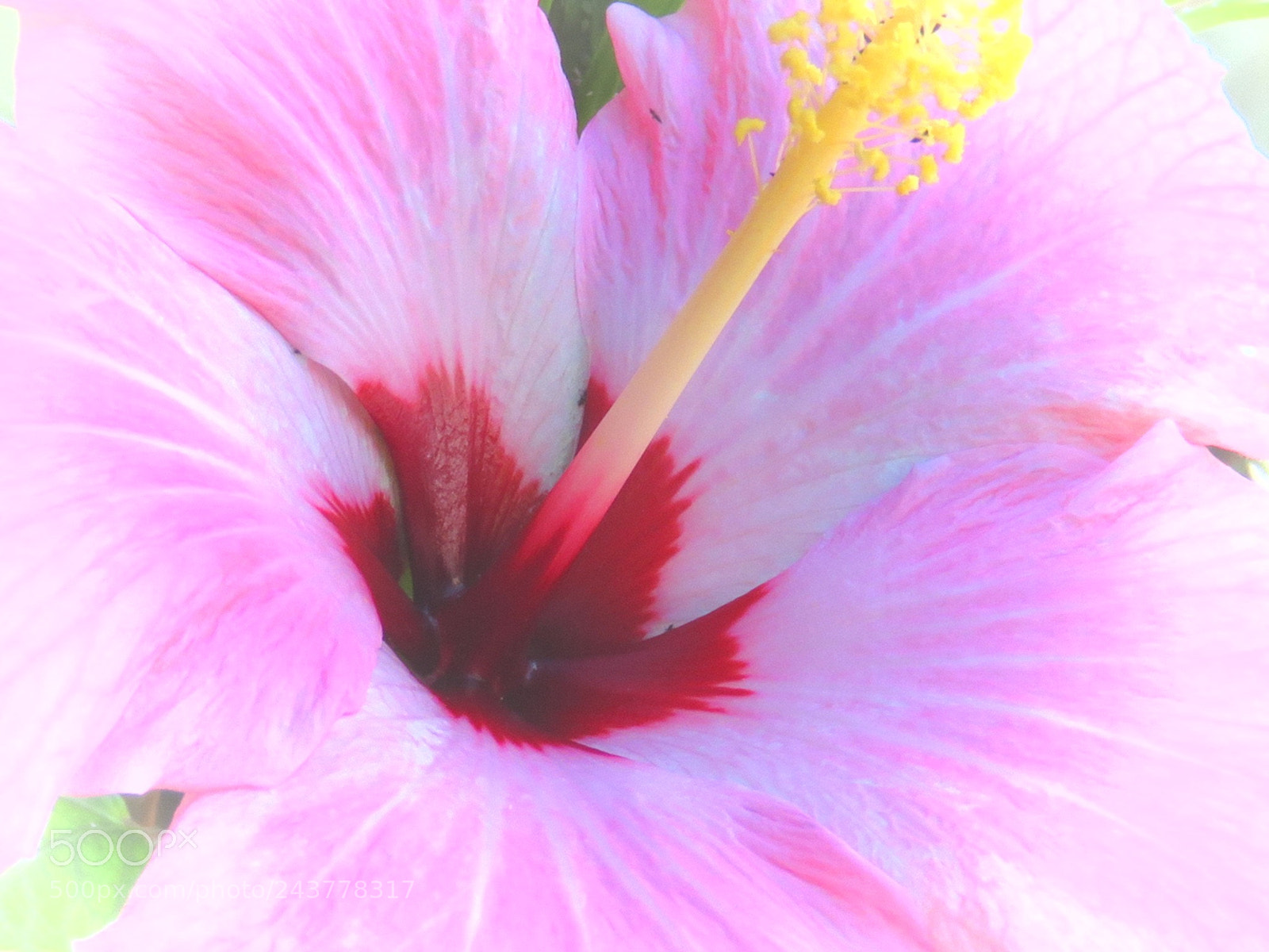 Canon PowerShot SX720 HS sample photo. Hibiscus photography