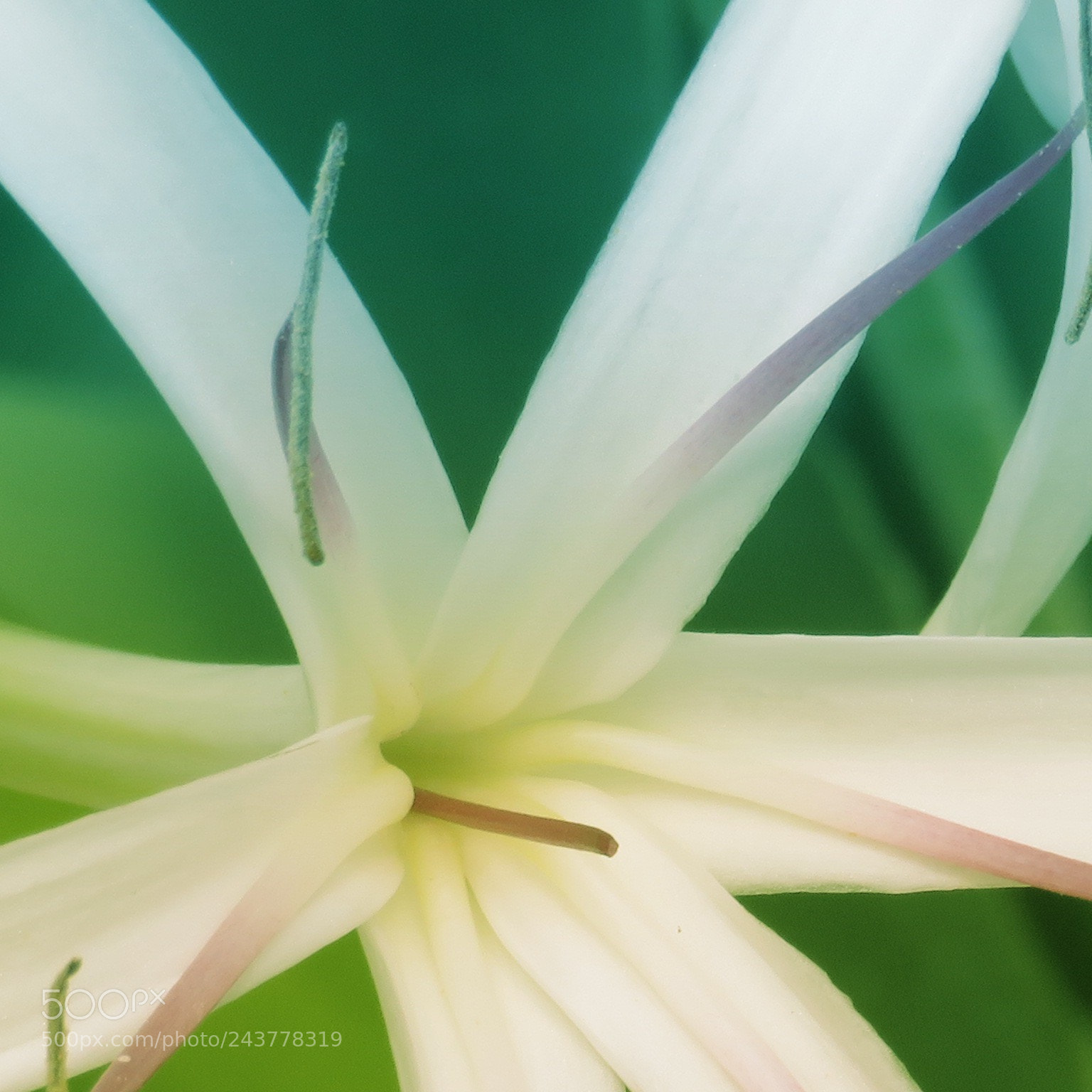Canon PowerShot SX720 HS sample photo. Spider lily photography