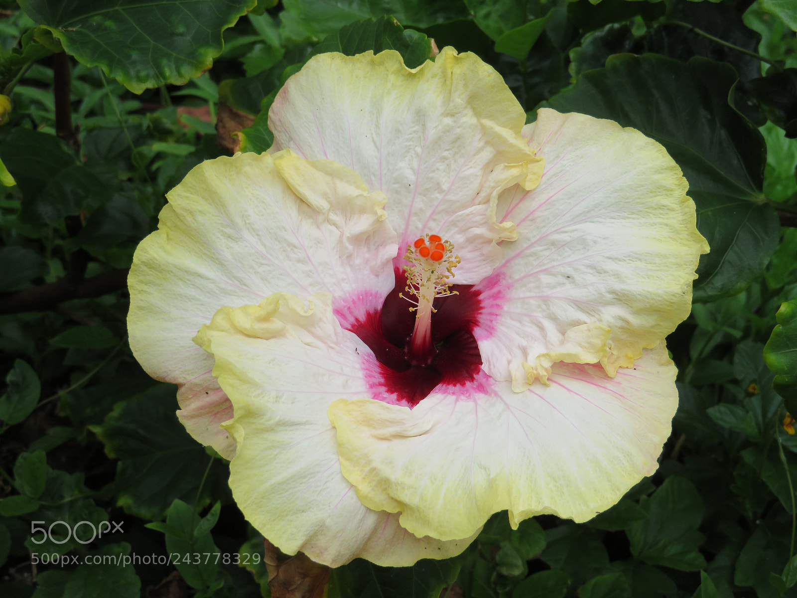 Canon PowerShot SX720 HS sample photo. Hibiscus photography