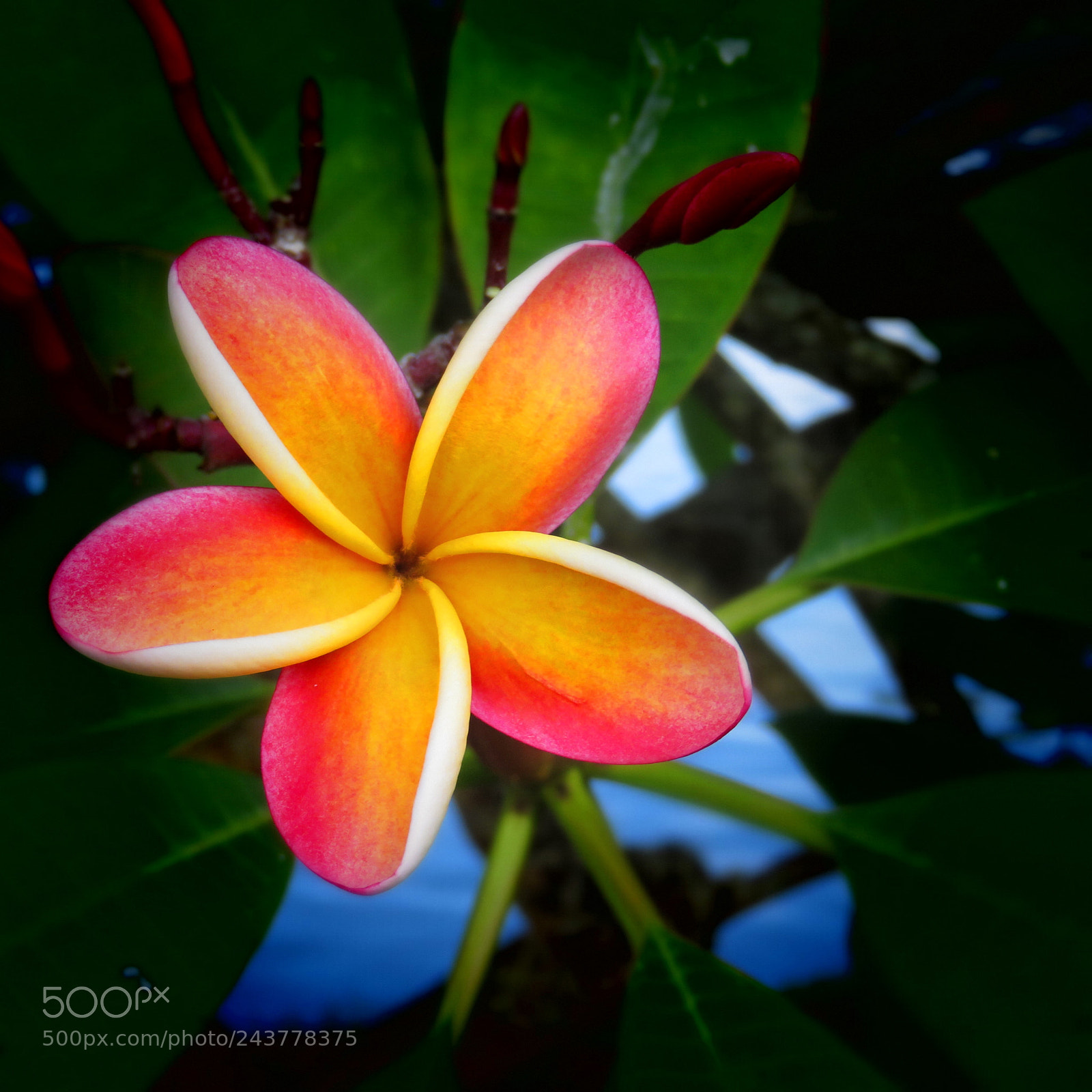 Canon PowerShot SX720 HS sample photo. Plumeria photography