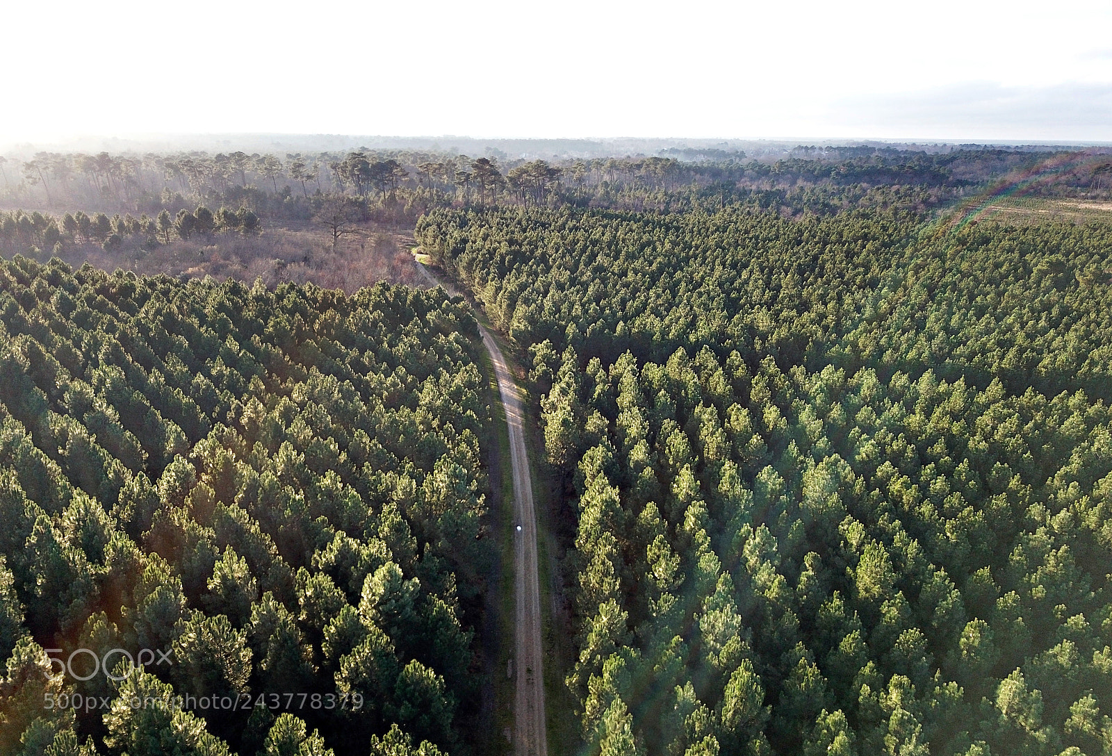 DJI FC220 sample photo. Top of the forest photography