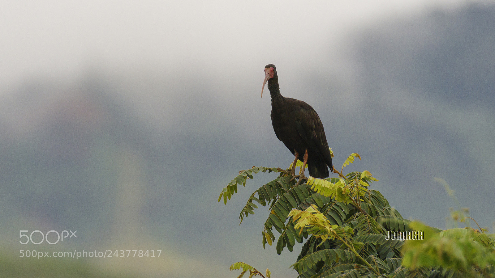 Pentax K-1 sample photo. Laguna de sonso, #colombia photography