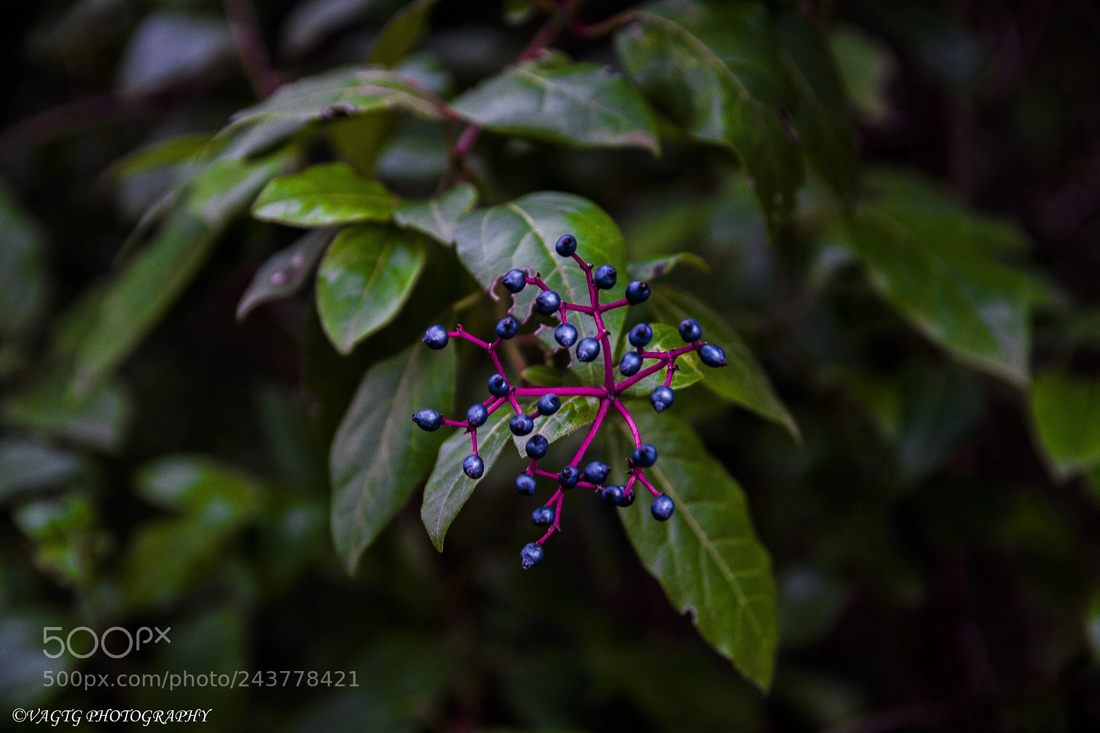 Nikon D3400 sample photo. Blue blossoms photography