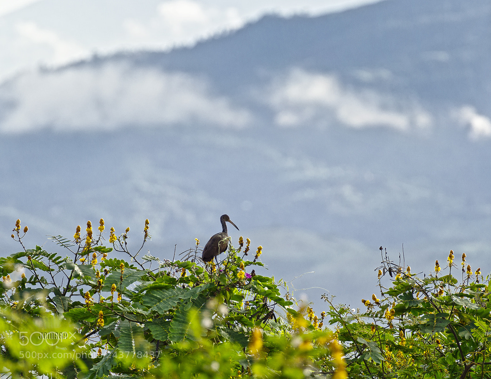 Pentax K-1 sample photo. Laguna de sonso, #colombia photography