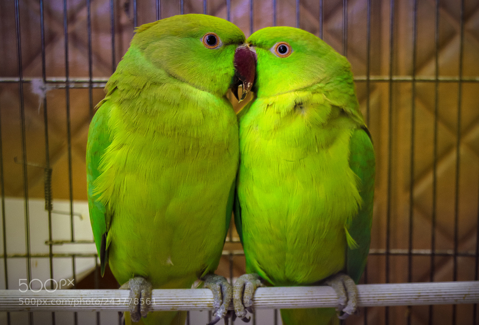 Nikon D3200 sample photo. Love is ... photography
