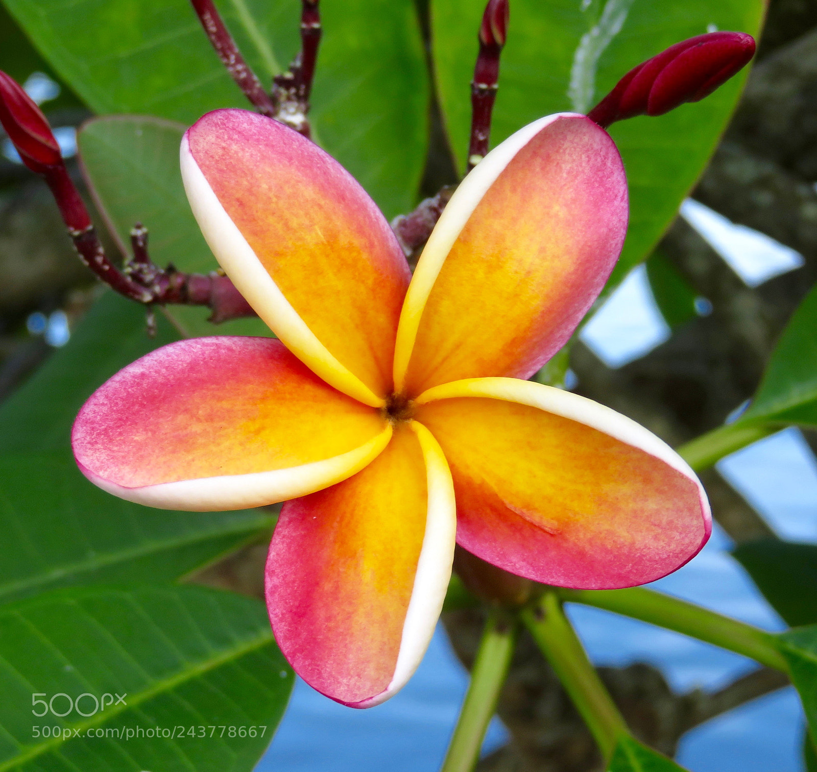 Canon PowerShot SX720 HS sample photo. Plumeria photography