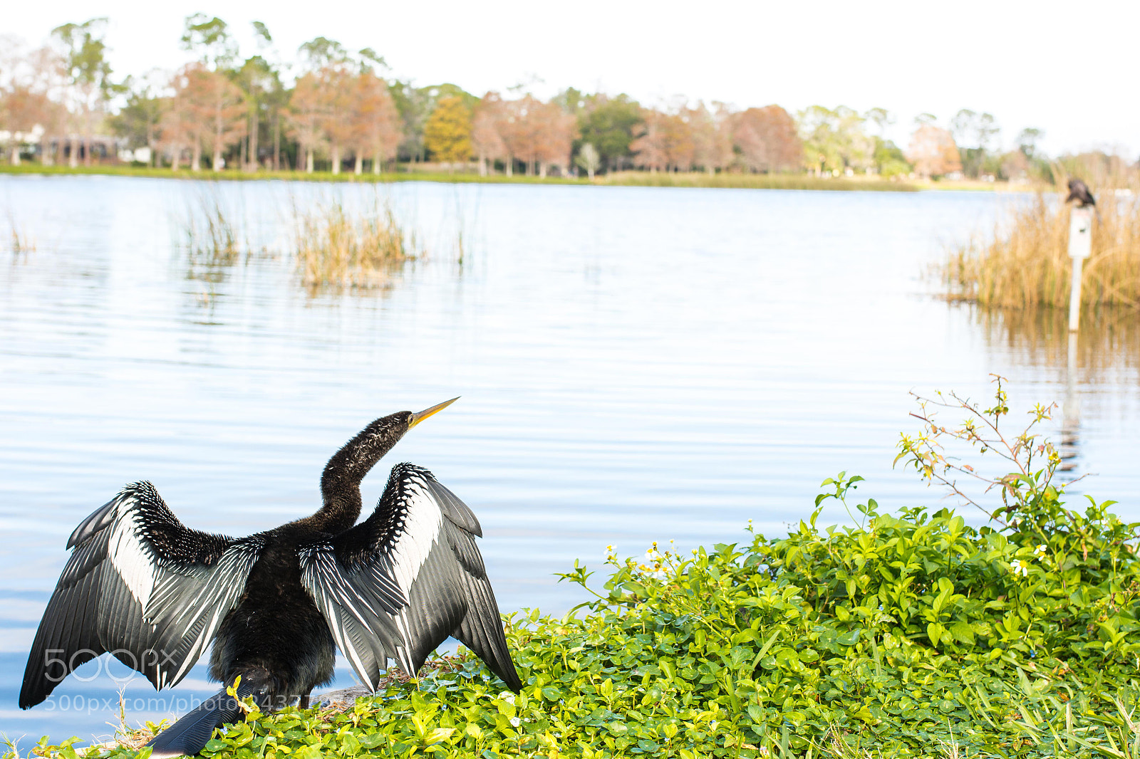 Nikon D7200 sample photo. Wild life photography