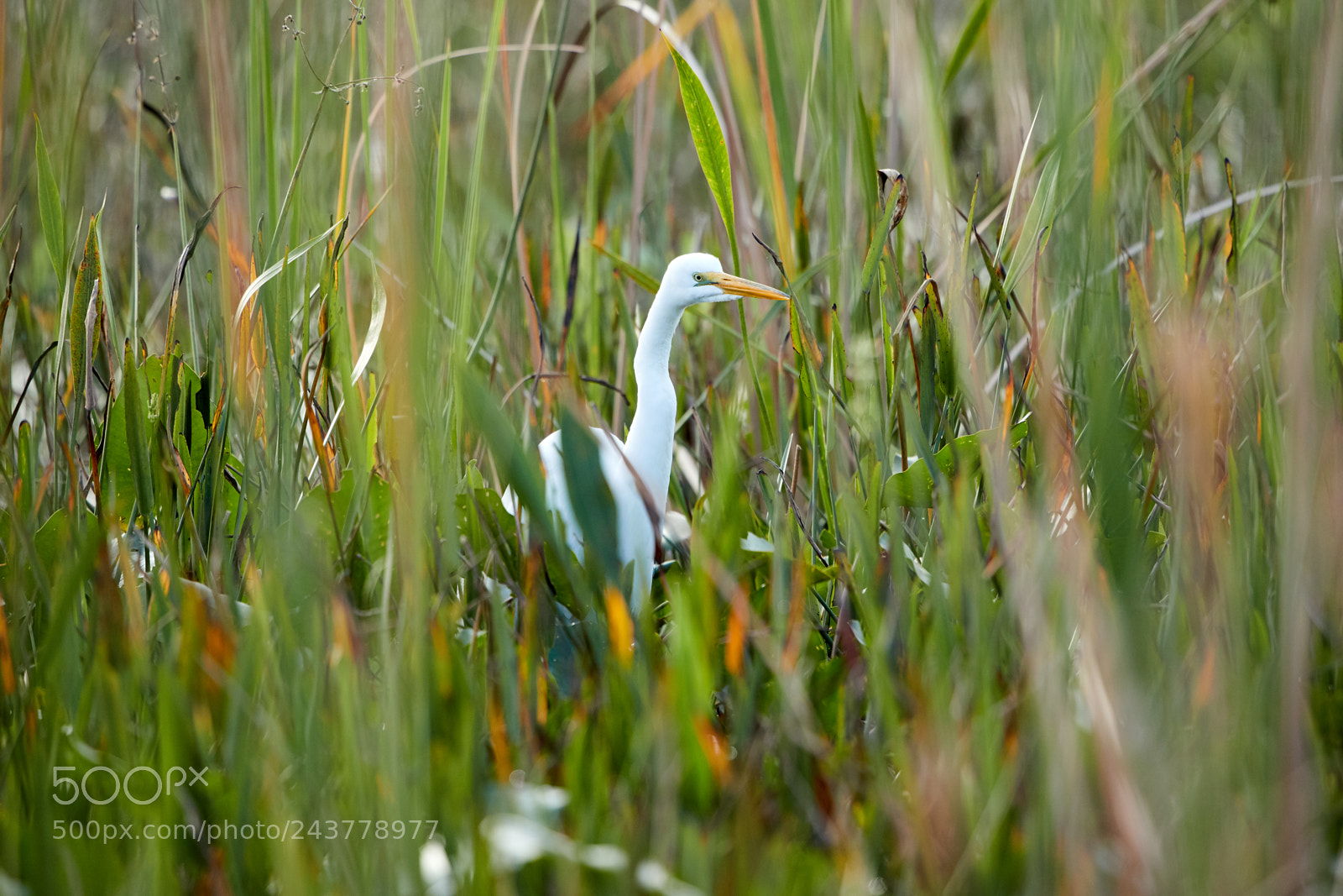 Canon EOS-1D X Mark II sample photo. 01-25-18-0000786.jpg photography
