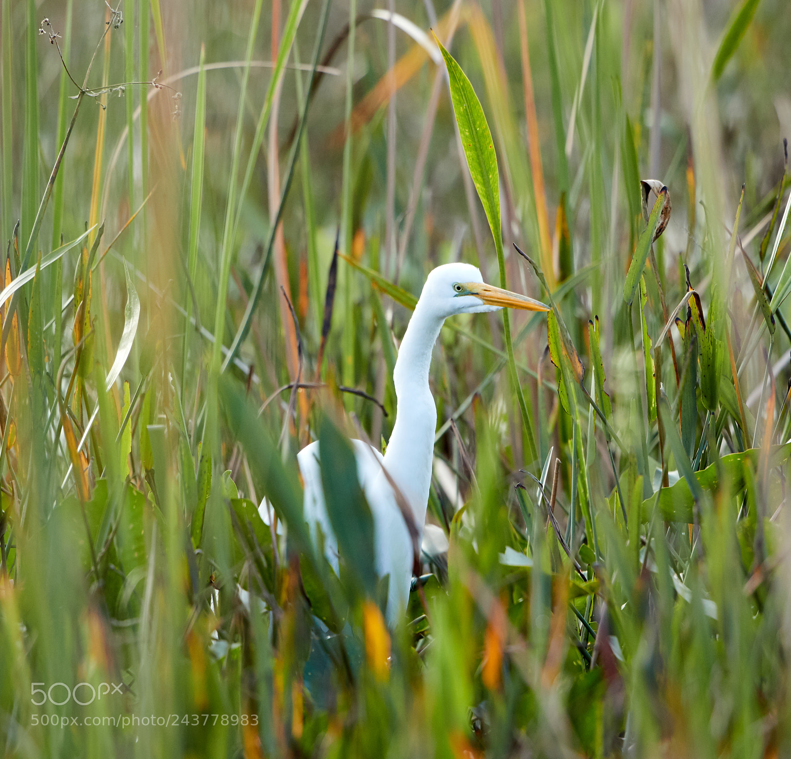 Canon EOS-1D X Mark II sample photo. 01-25-18-0000787.jpg photography