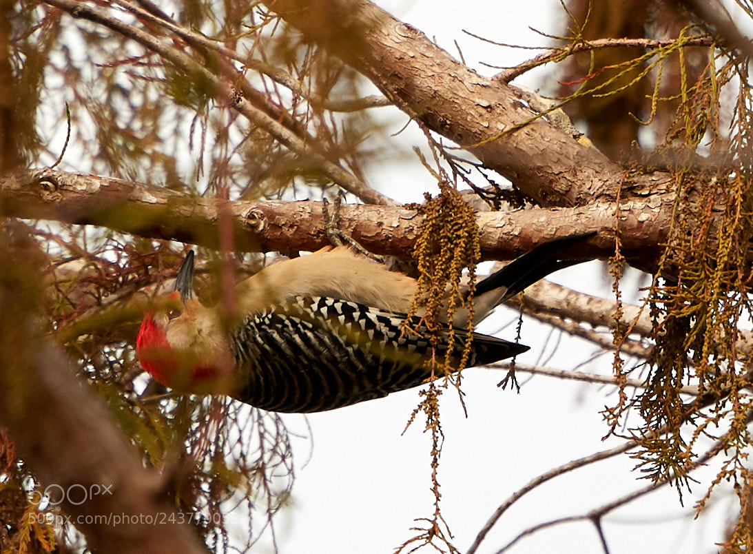 Canon EOS-1D X Mark II sample photo. 01-25-18-0000795.jpg photography