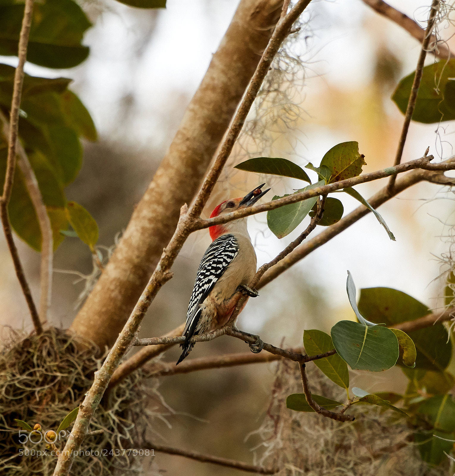 Canon EOS-1D X Mark II sample photo. 01-25-18-0000812.jpg photography