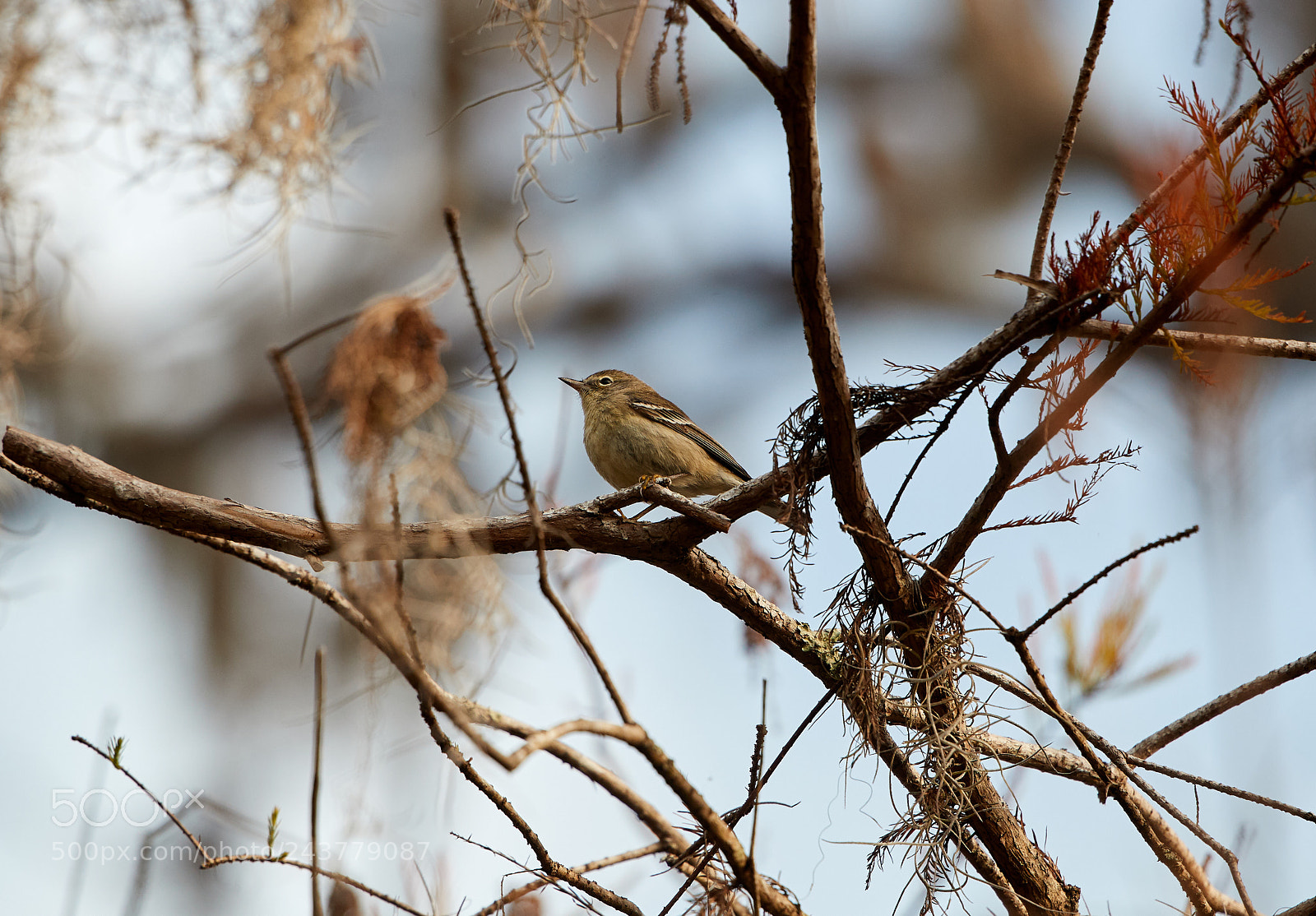 Canon EOS-1D X Mark II sample photo. 01-25-18-0000814.jpg photography