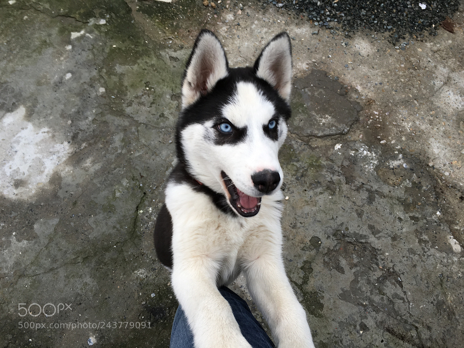 Apple iPhone 6s sample photo. ?taz photography