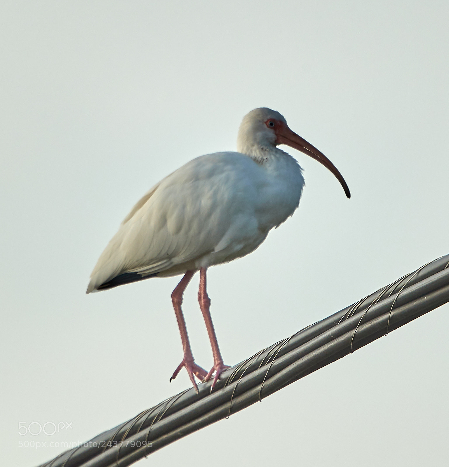 Canon EOS-1D X Mark II sample photo. 01-25-18-0000816.jpg photography