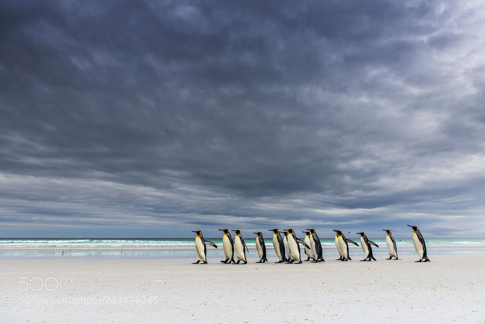 Nikon D800 sample photo. Kings on the beach photography