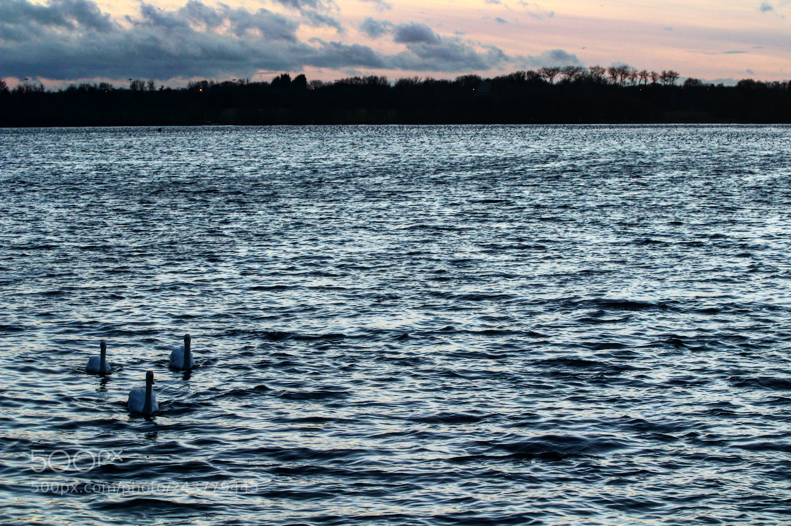 Canon EOS 1300D (EOS Rebel T6 / EOS Kiss X80) sample photo. Swans photography